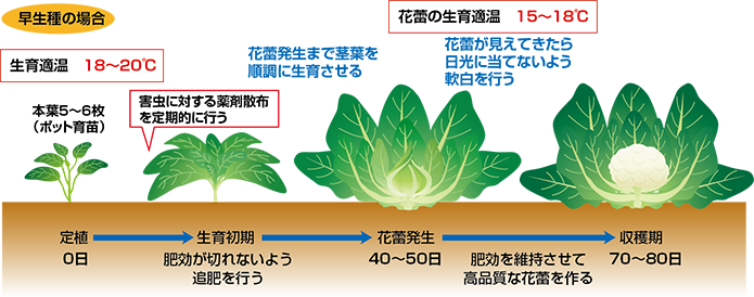 育成スケジュール02