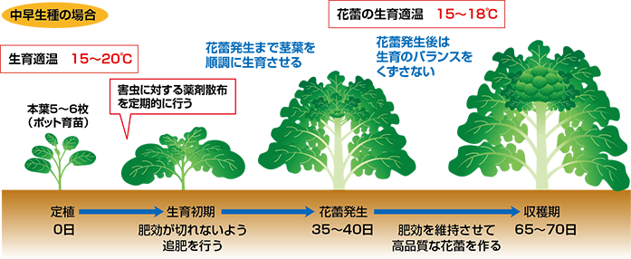 育成スケジュール01