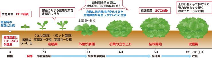 育成スケジュール