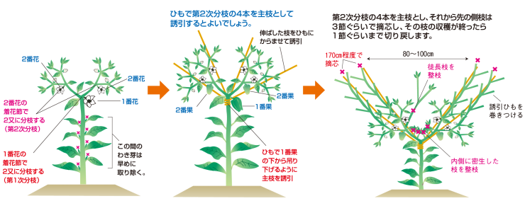 仕立て方