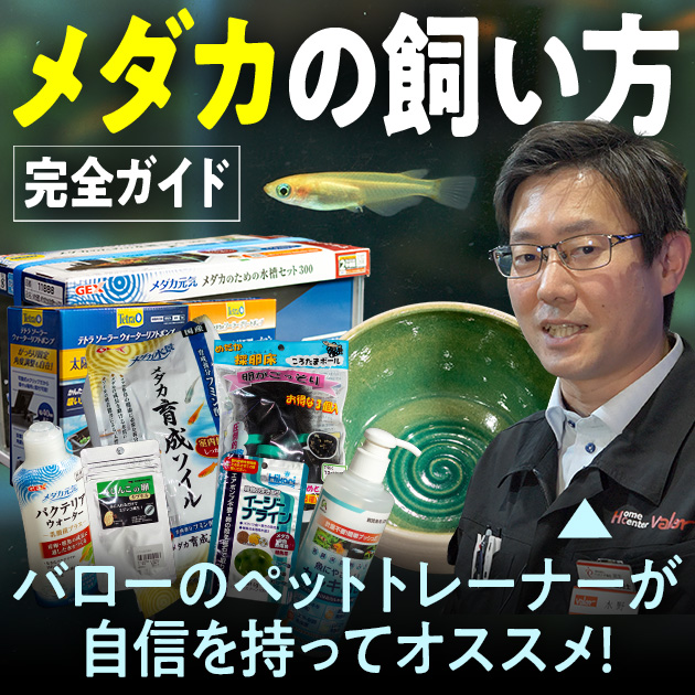 石臼　餅つき　メダカ飼育 2025年最新】石臼 メダカの人気アイテム - メルカリ