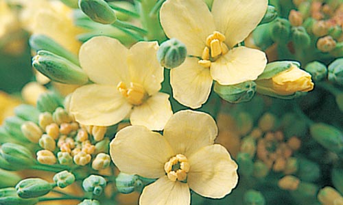 ブロッコリーの花