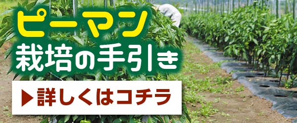 こだわり接木苗 ｜ valor-navi バローナビ