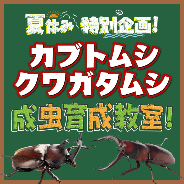 夏休み特別企画】カブトムシ・クワガタムシ 成虫育成教室！｜ valor
