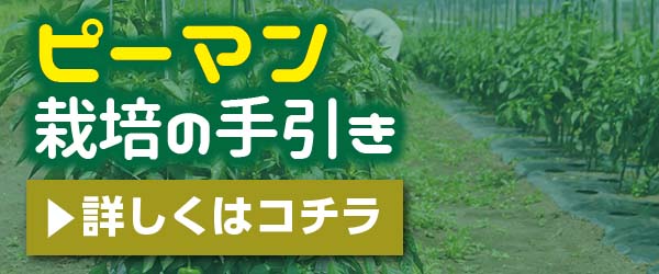 こだわり接木苗 ｜ valor-navi バローナビ