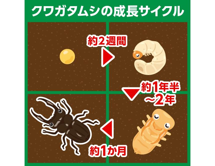 クワガタムシの成長サイクル