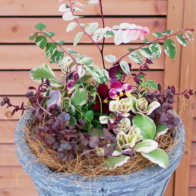 寄せ植え花　多肉寄せ植え 351 [Enjoy the cuteness of spring] A succulent arrangement