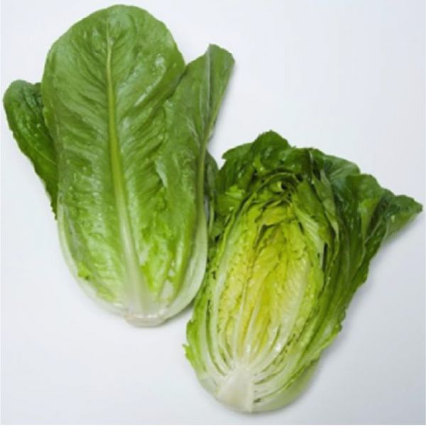lettuce02_romaine.jpg