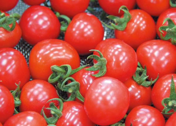 tomato_mi07ピンキー.jpg