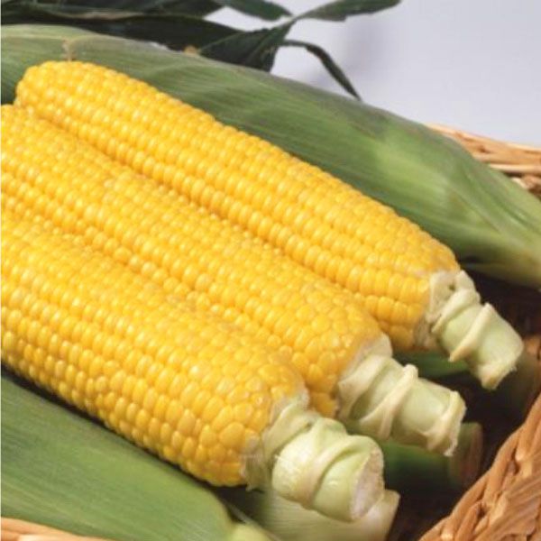 corn02_goldrush.jpg