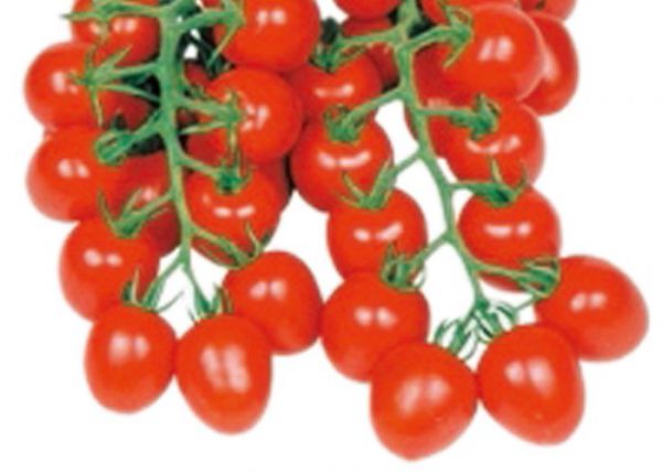tomato_mi04甘っこ.jpg