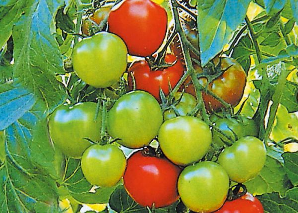 tomato_oh05スィート.jpg