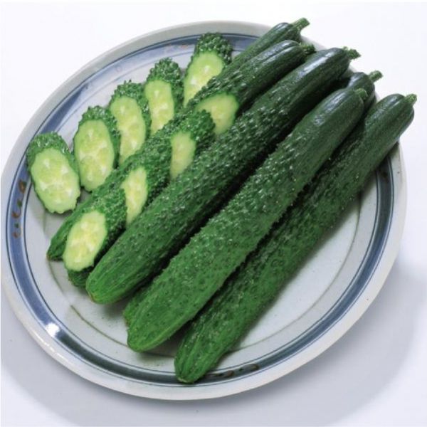cucumber01_shakitto.jpg