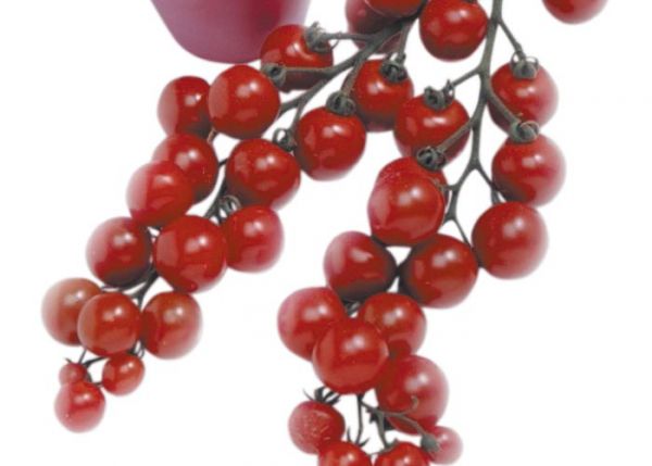 tomato_mi03千果.jpg