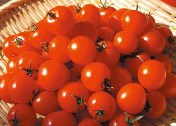 tomato_mi06パッション.jpg