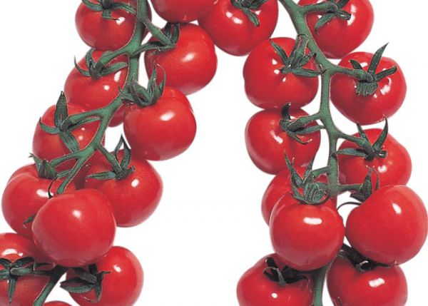 tomato_mi05プチぷよ.jpg