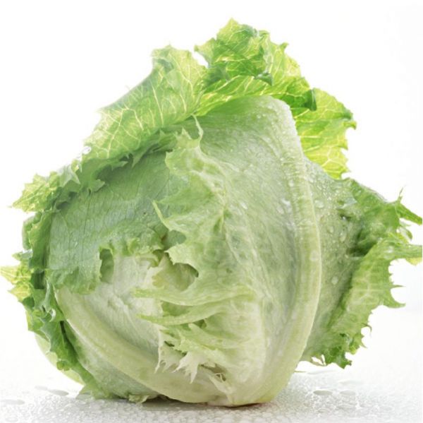 lettuce01_shisuko.jpg