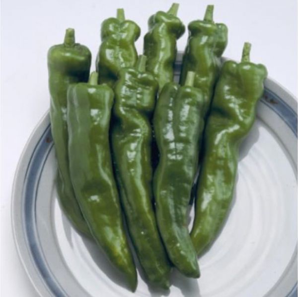 green-pepper03_amatoubijin.jpg
