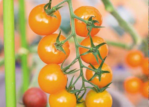 tomato_mi02オレンジまこちゃん.jpg