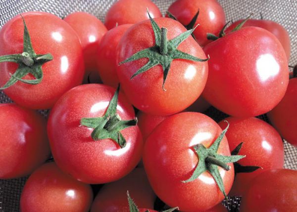 tomato_oh06カクテルピンキー.jpg