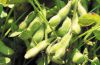 枝豆おすすめ品種