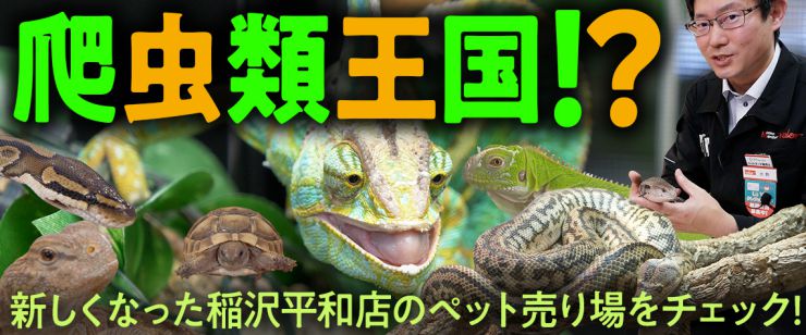 爬虫類ペット売り場