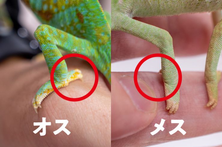 オスメス