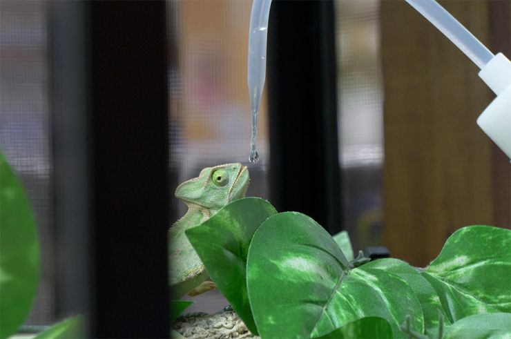 水飲み