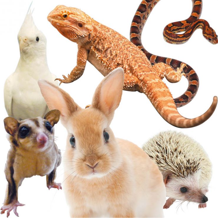 小動物爬虫類生体写真