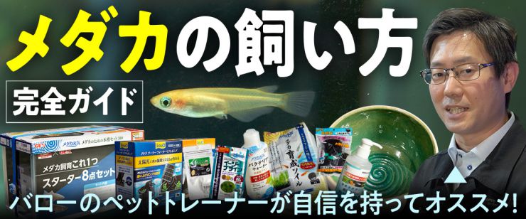 メダカの飼い方