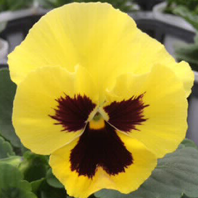 目あり インスパイアレモンwブロッチ/爽やかな色合い、冬季の開花持続性に優れている。
