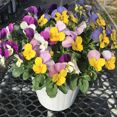 4色植え13.5cmP/相性のよい4品種を1株に植え、明るい柔らかな花色の組み合わせを楽しめます。