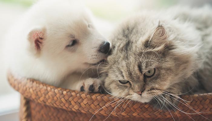 小動物ふれあい体験