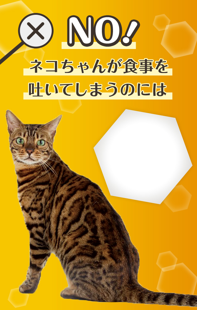 ネコちゃんが食事を吐いてしまうのには