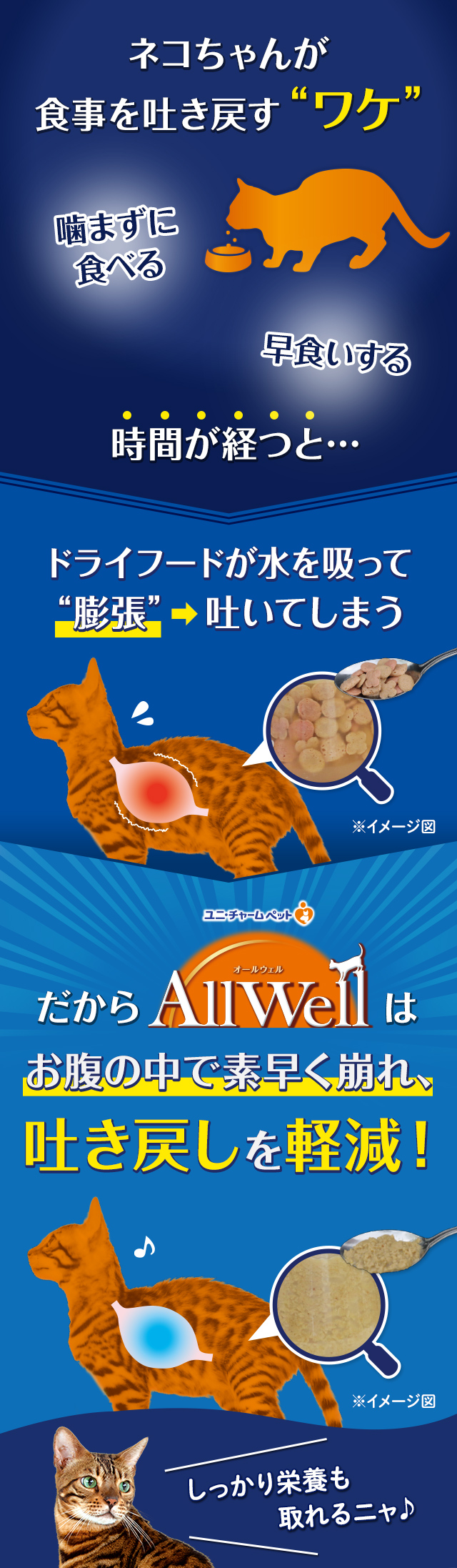 ネコちゃんが食事を吐き戻す「ワケ」 噛まずに食べる　早食いする 時間が経つと…ドライフードが水を吸って「膨張」して吐いてしまう だからAllWellはお腹の中で素早く崩れ、吐き戻しを軽減！